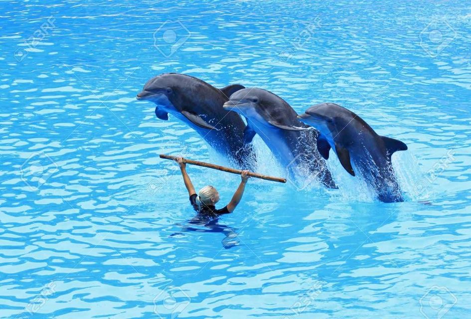Hurghada: Dolphin Show Biletleri ve Transferleri